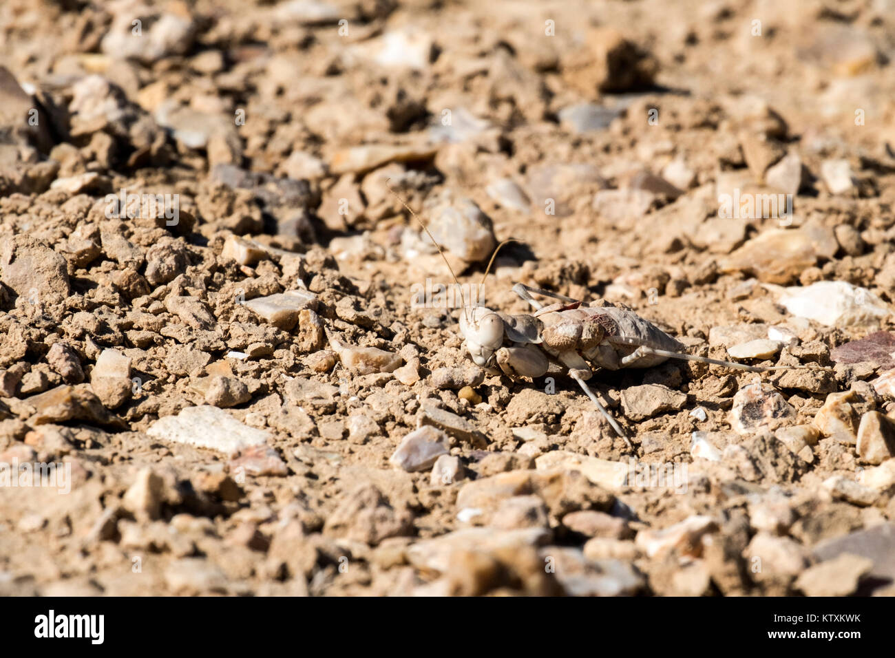 Desert mantis in the Negev desert (Eremiaphila brunneri) Stock Photo
