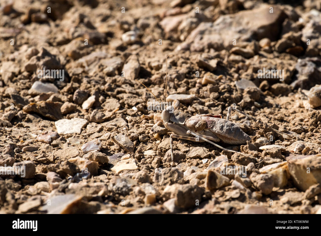 Desert mantis in the Negev desert (Eremiaphila brunneri) Stock Photo