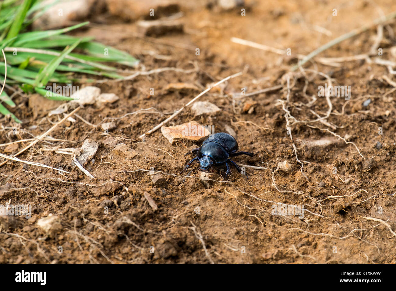 Dor beetle crawls on wet land (Anoplotrupes stercorosus) Stock Photo
