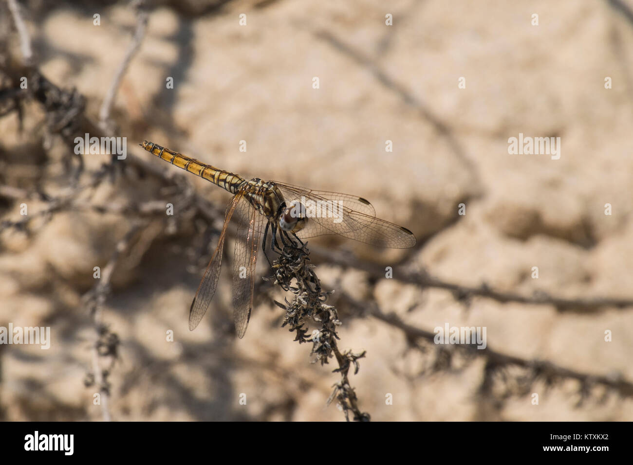 Dragonfly on dried flower Stock Photo