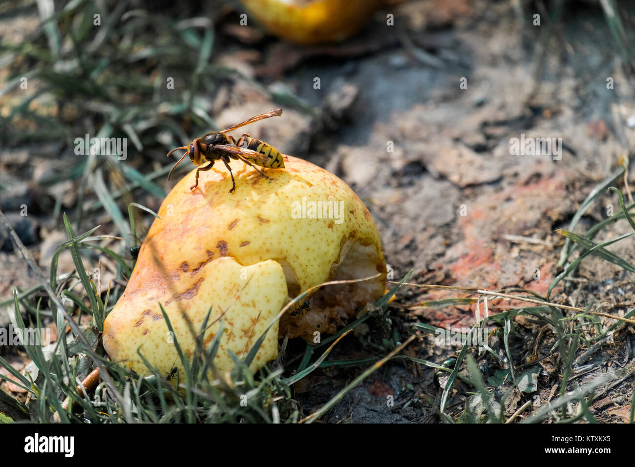 European hornet sits on a fallen pear fruit (Vespa crabro) Stock Photo