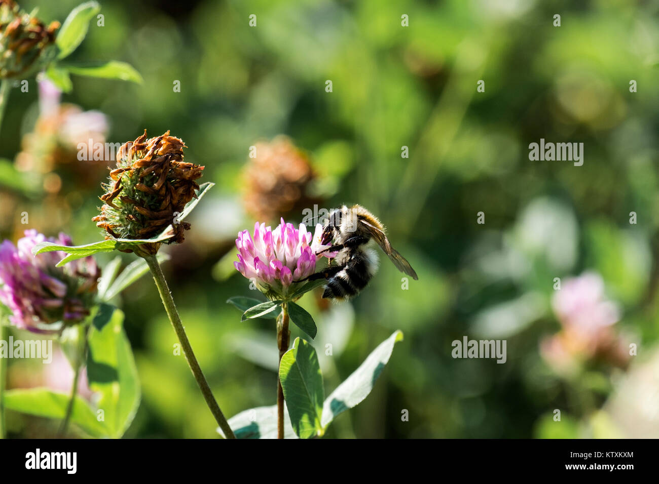 Apis mellifera cecropia hires stock photography and images Alamy