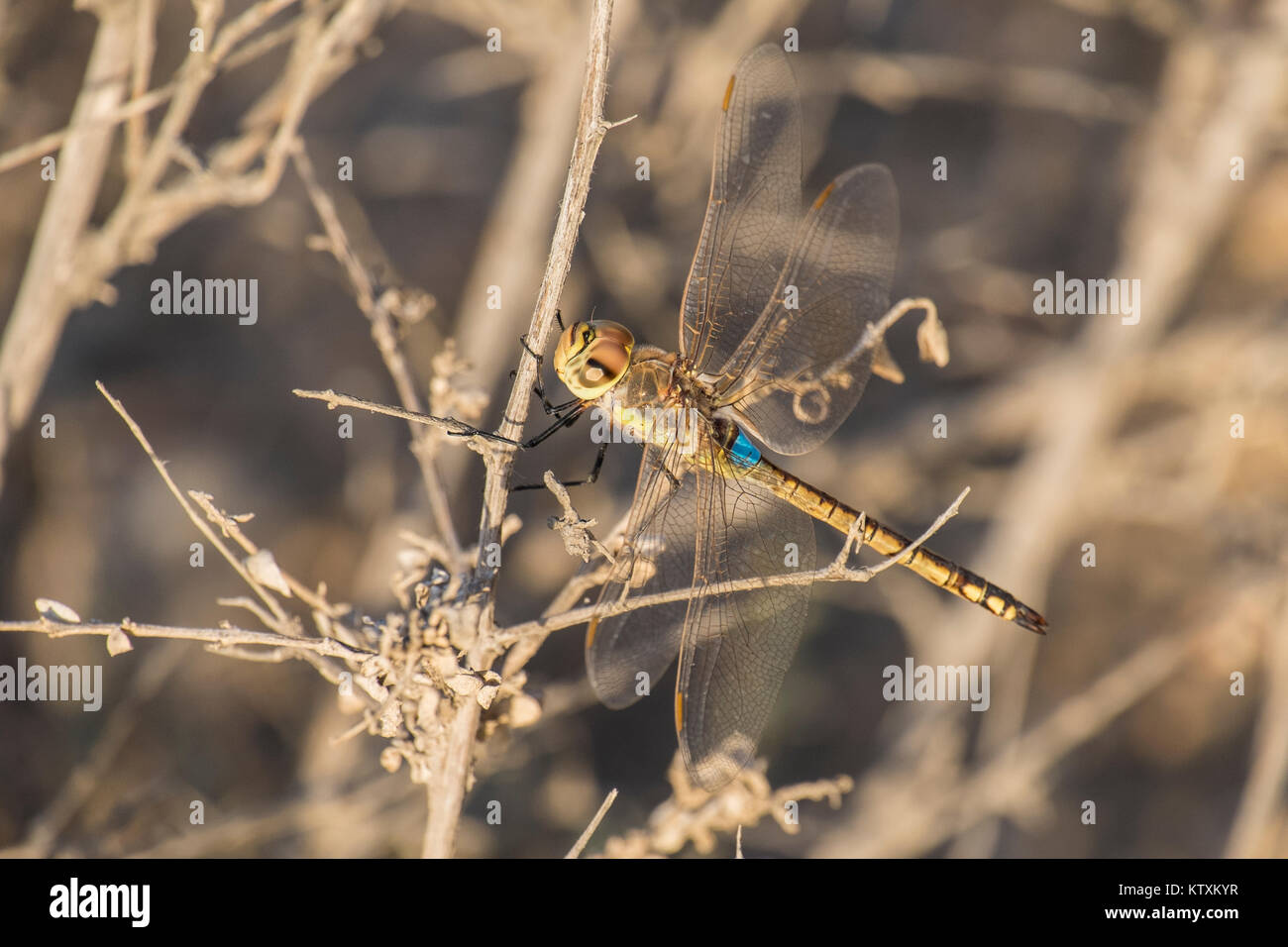 Large dragonfly sits on a dry branch Stock Photo - Alamy