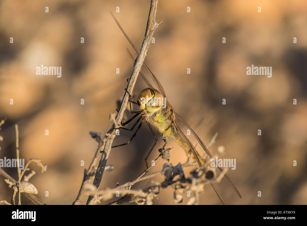 Large dragonfly sits on a dry branch Stock Photo - Alamy