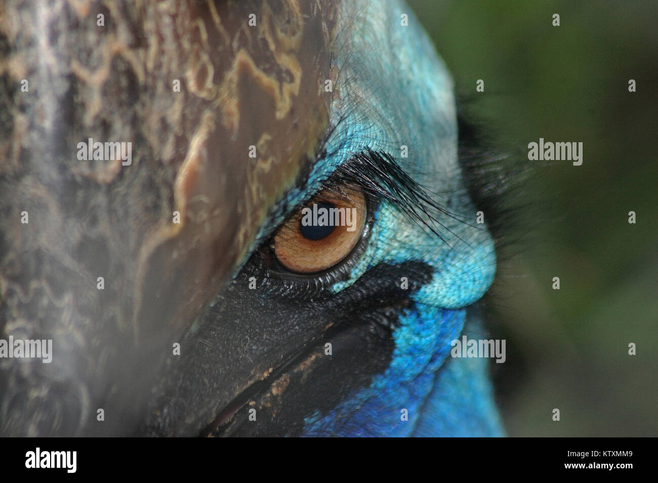 Portrait of cassowary, Casuarius casuarius, Queensland, Australia Stock Photo