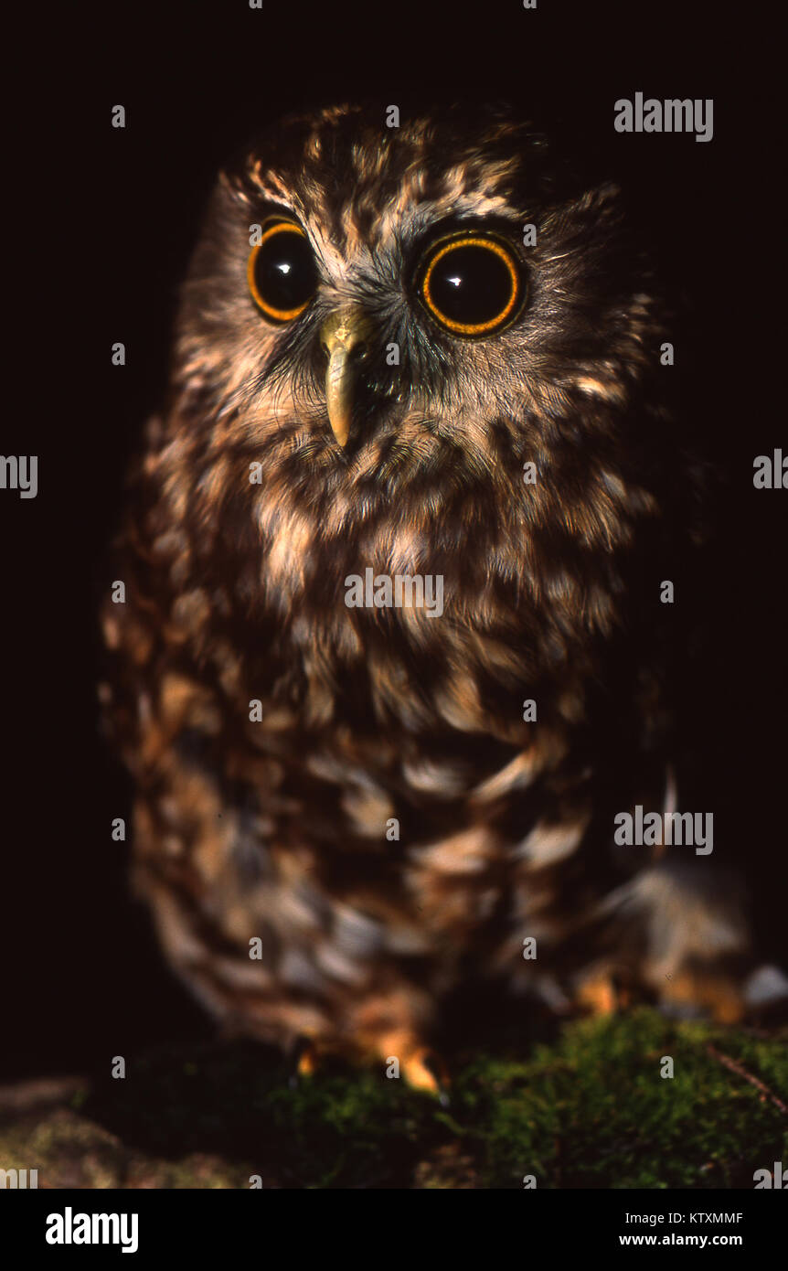 New Zealand native owl, the Morepork, Ninox novaeseelandiae Stock Photo