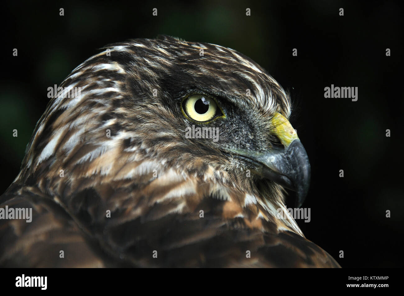 Harrier hawk new zealand hi-res stock photography and images - Alamy