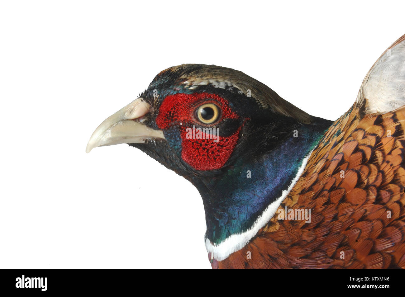 Portrait of gamebird, the male ring-necked pheasant, Phasianus colchicus Stock Photo