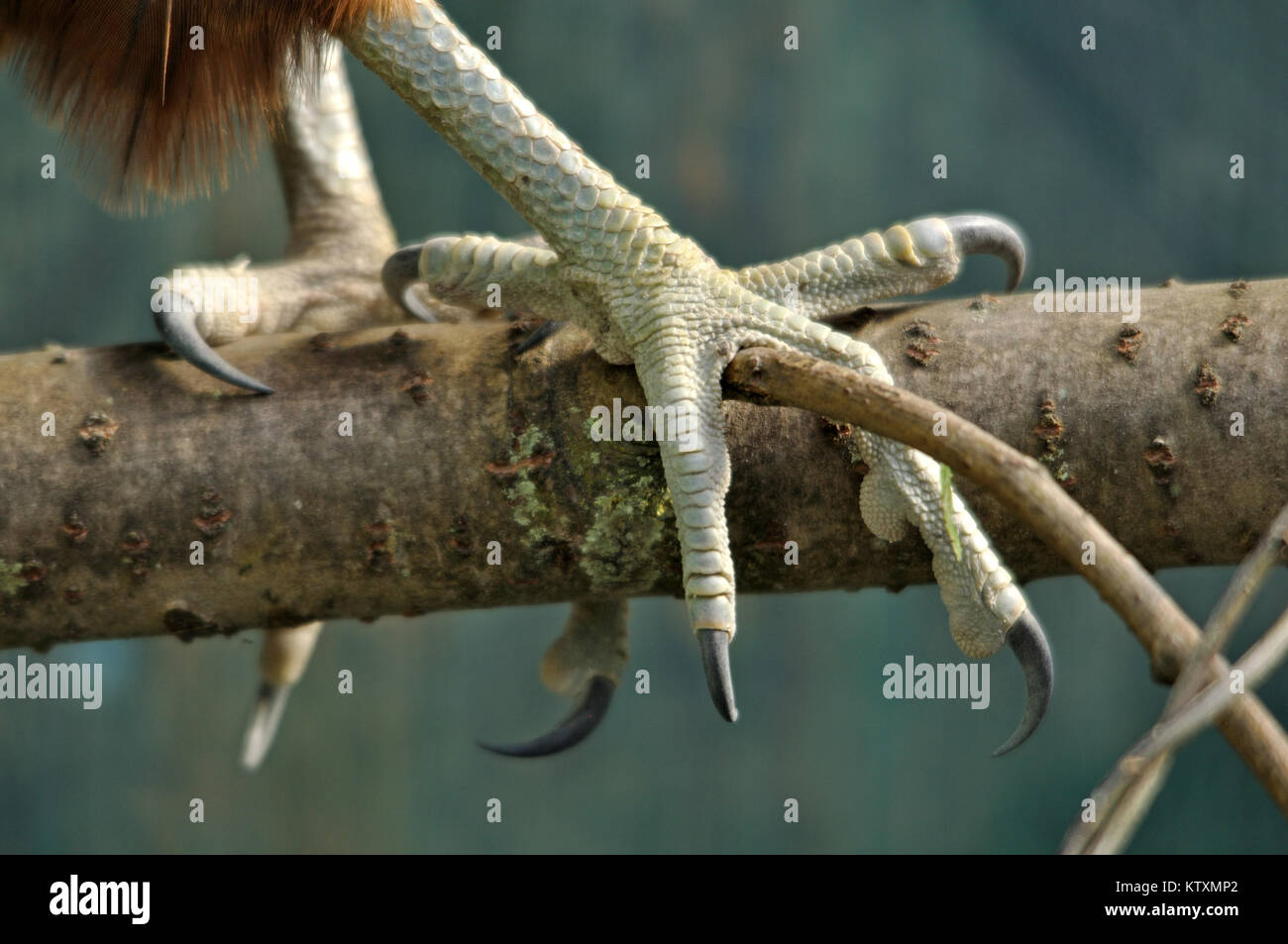 Talons of an immature female New Zealand Falcon, Falco novaeseelandiae, Stock Photo