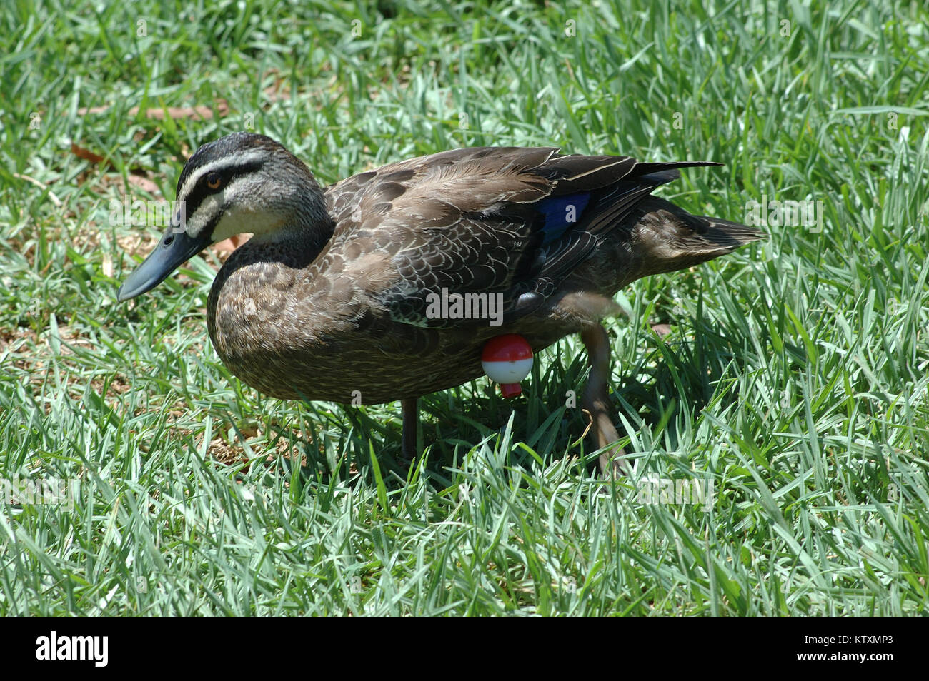 Australian black duck, Anas superciliosa, with fishing line and float