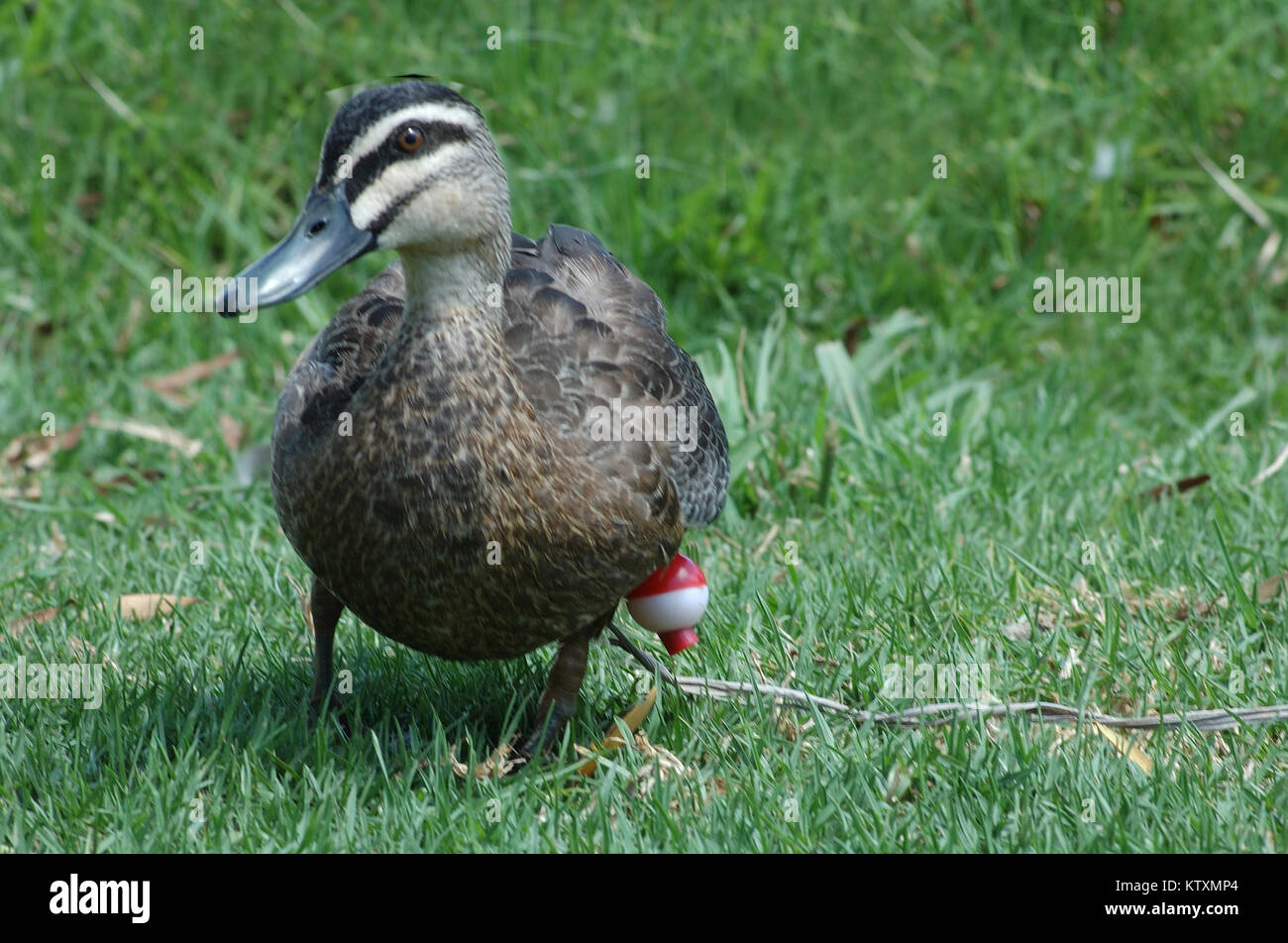 Australian black duck, Anas superciliosa, with fishing line and float
