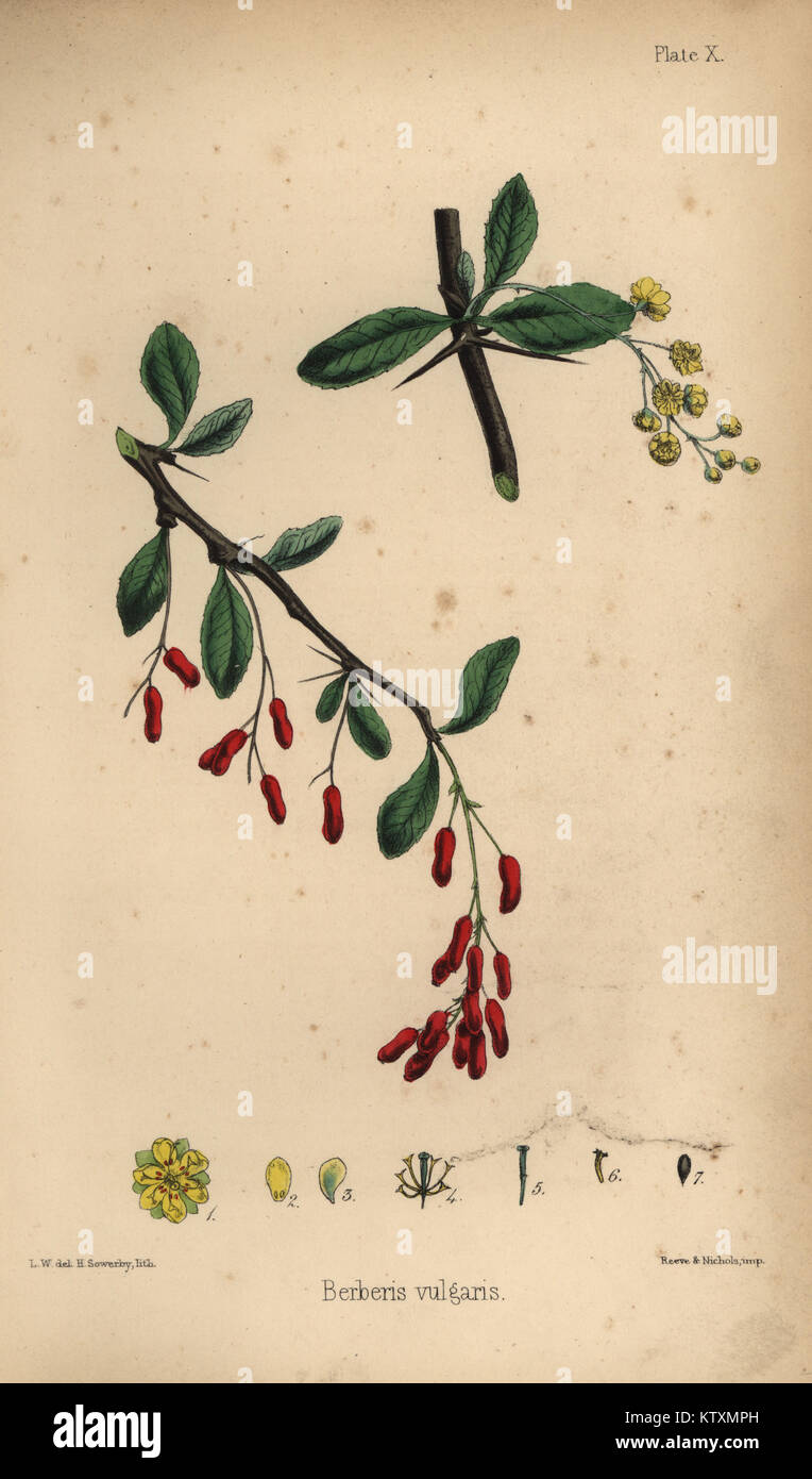 Barberry, Berberis vulgaris. Handcoloured lithograph by Henry Sowerby ...