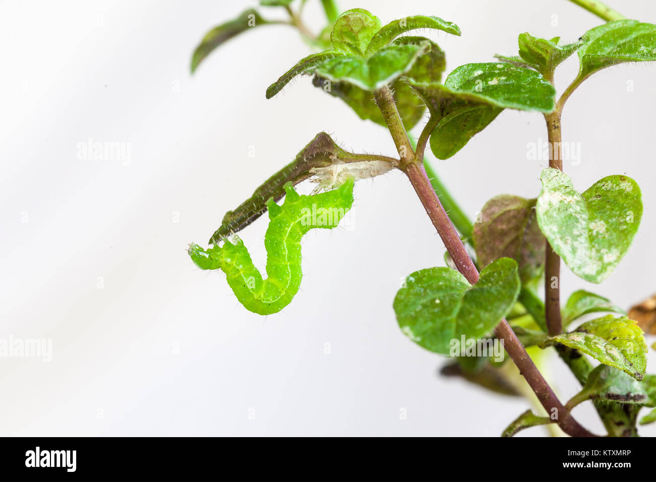 Green Cabbage Looper, Trichoplusia ni, feeding on the leaves of a potted mint plant . Lepidoptera, Noctuidae, moth larvae Stock Photo