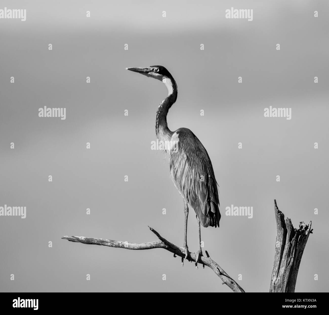 A Black-headed Heron standing on a dead tree Stock Photo