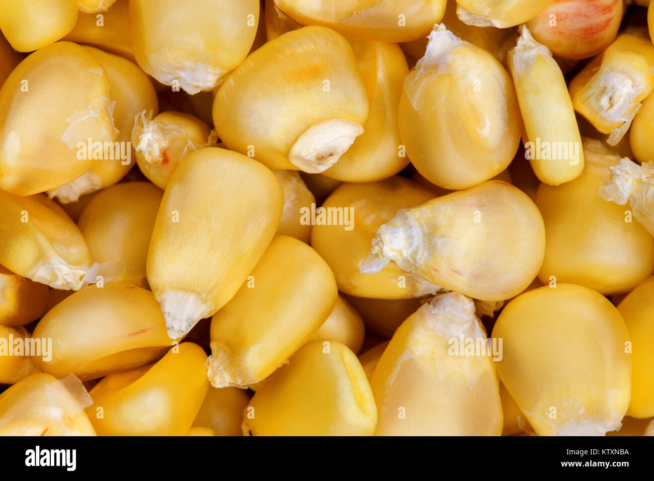 Corn texture. Yellow corns as background. Corn vegetable pattern