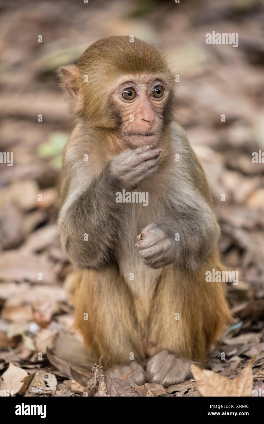 The Rhesus Macaque Macaca mulatta, is one of the best-known species of Old World monkeys.  Rhesus Macaques inhabit a great variety of habitats from gr Stock Photo