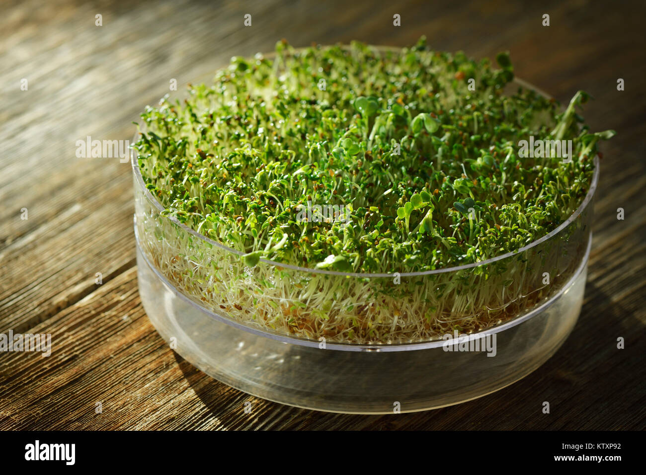 Watercress sprouts in a sprouter, sprouted organic cress seeds in a sprouting tray n a rustic table. Nasturtium officinale. Stock Photo