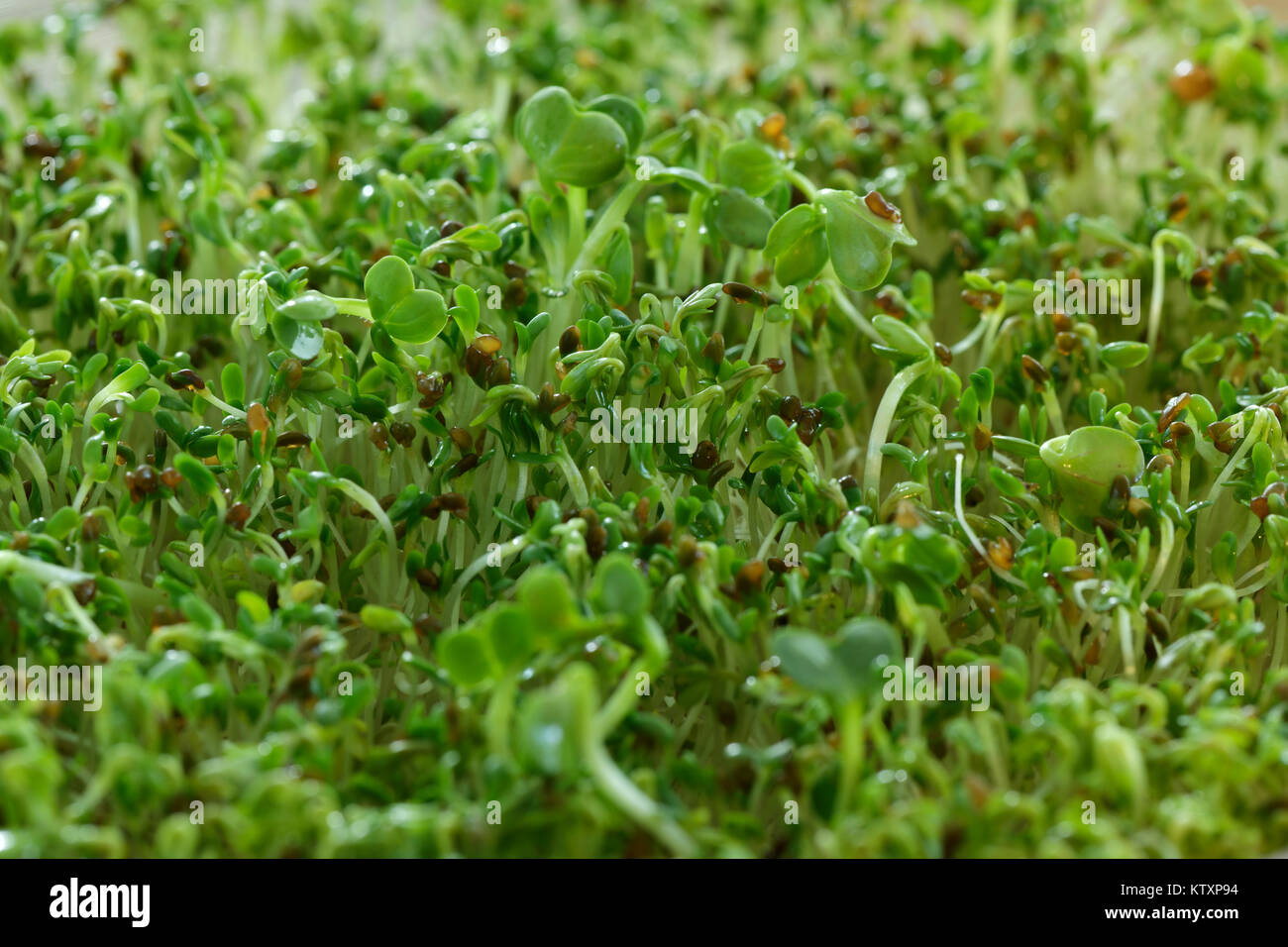 Watercress sprouts, sprouting cress seeds abstract green closeup background. Nasturtium officinale. Stock Photo