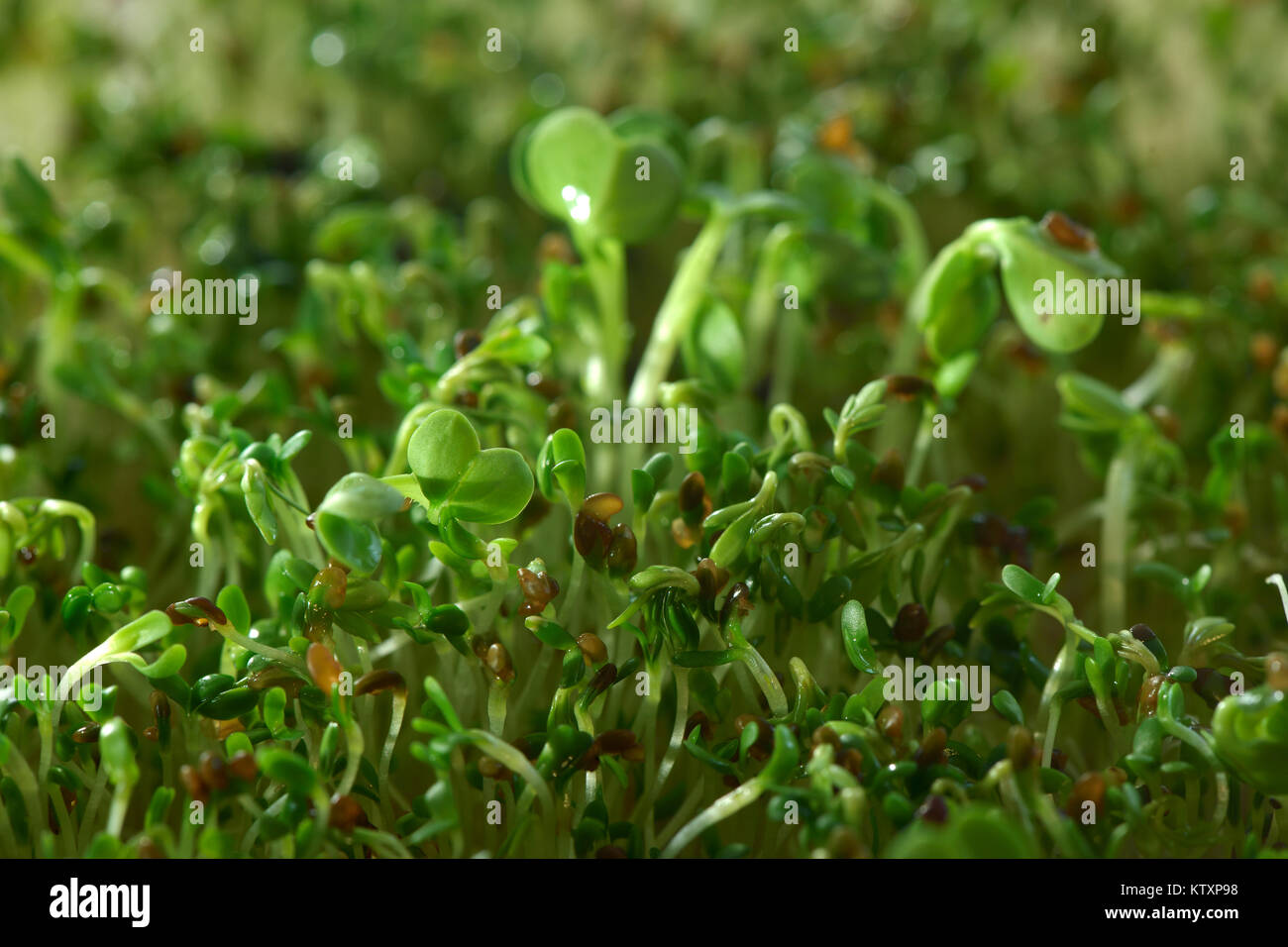 Watercress sprouts in a sprouter, artistic closeup green background. Nasturtium officinale. Stock Photo