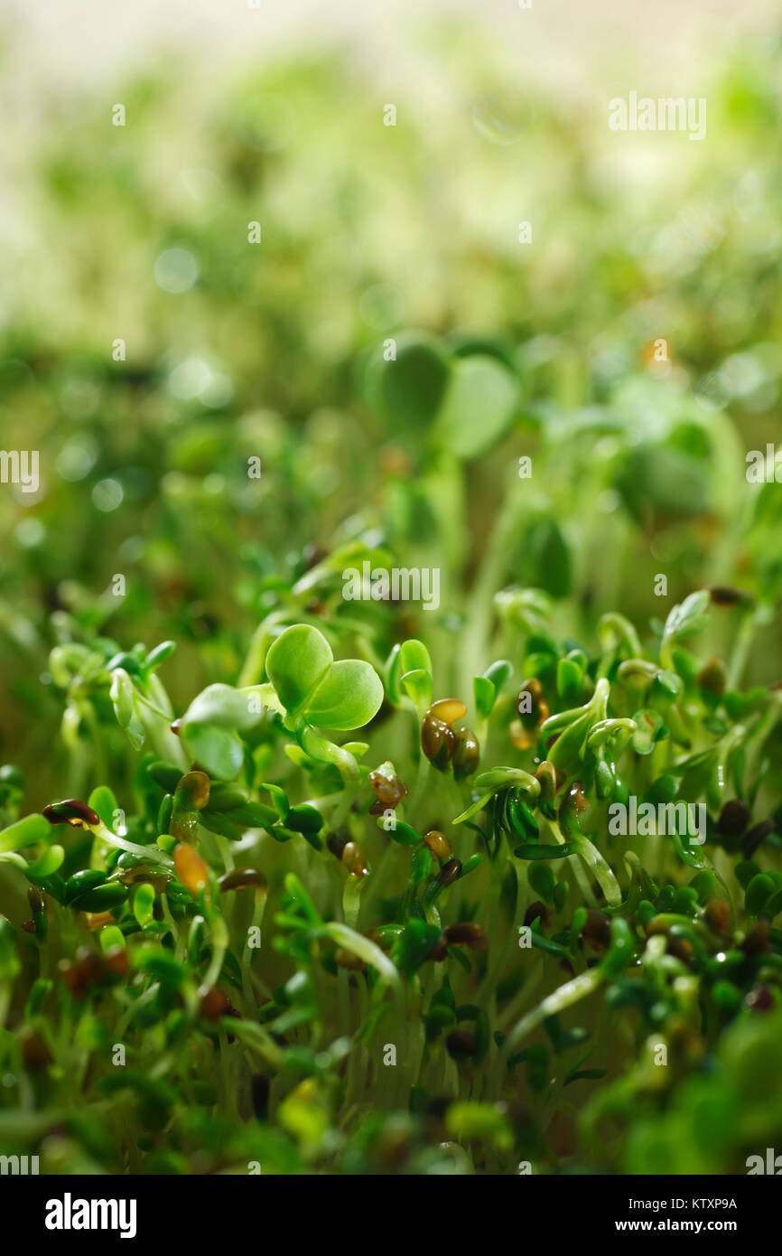 Organic Cress seeds for Sprouts