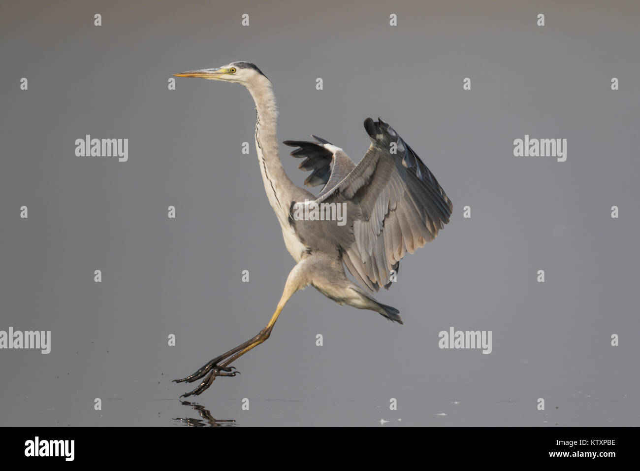 The grey heron (Ardea cinerea) landing in water at Bhigwan Bird
