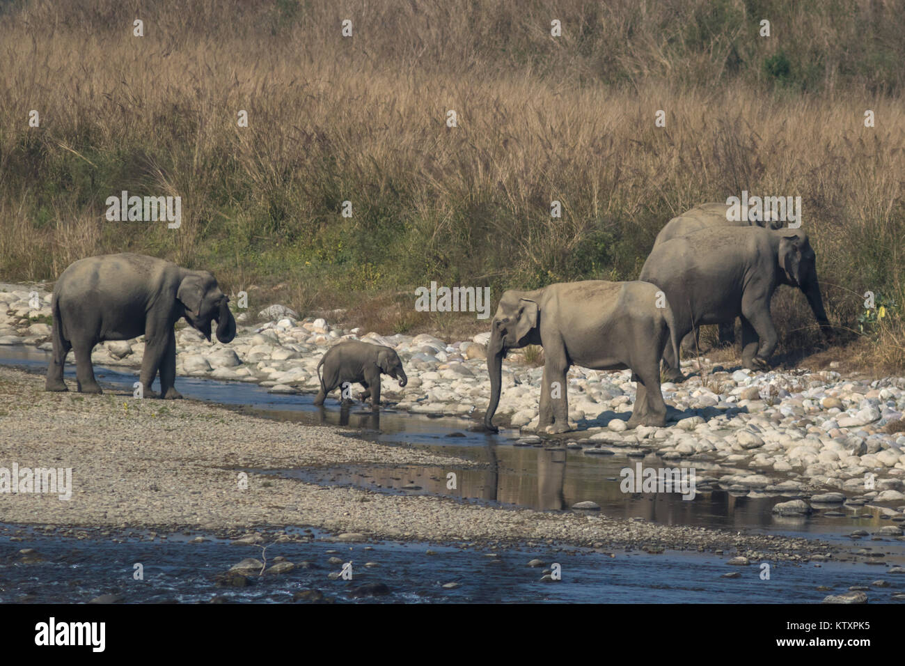 The Indian elephant (Elephas maximus indicus) drinking water in the Ramganga river in Jim Corbett Tiger Reserve in Uttarakhand, India. Stock Photo