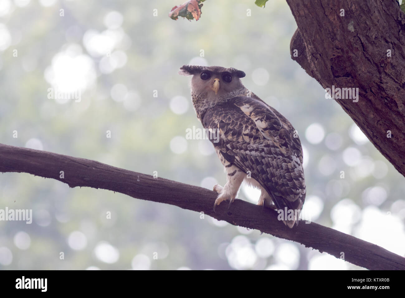 The spot-bellied eagle-owl (Bubo nipalensis) from the Corbett National Park during winter jungle safari Stock Photo