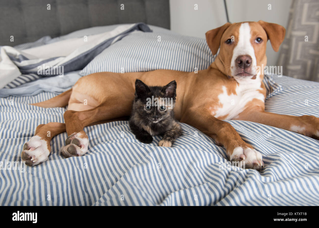 Tiny Adorable Tortoise Shell Kitten Relaxing on Striped Bed with Dog Friend Stock Photo