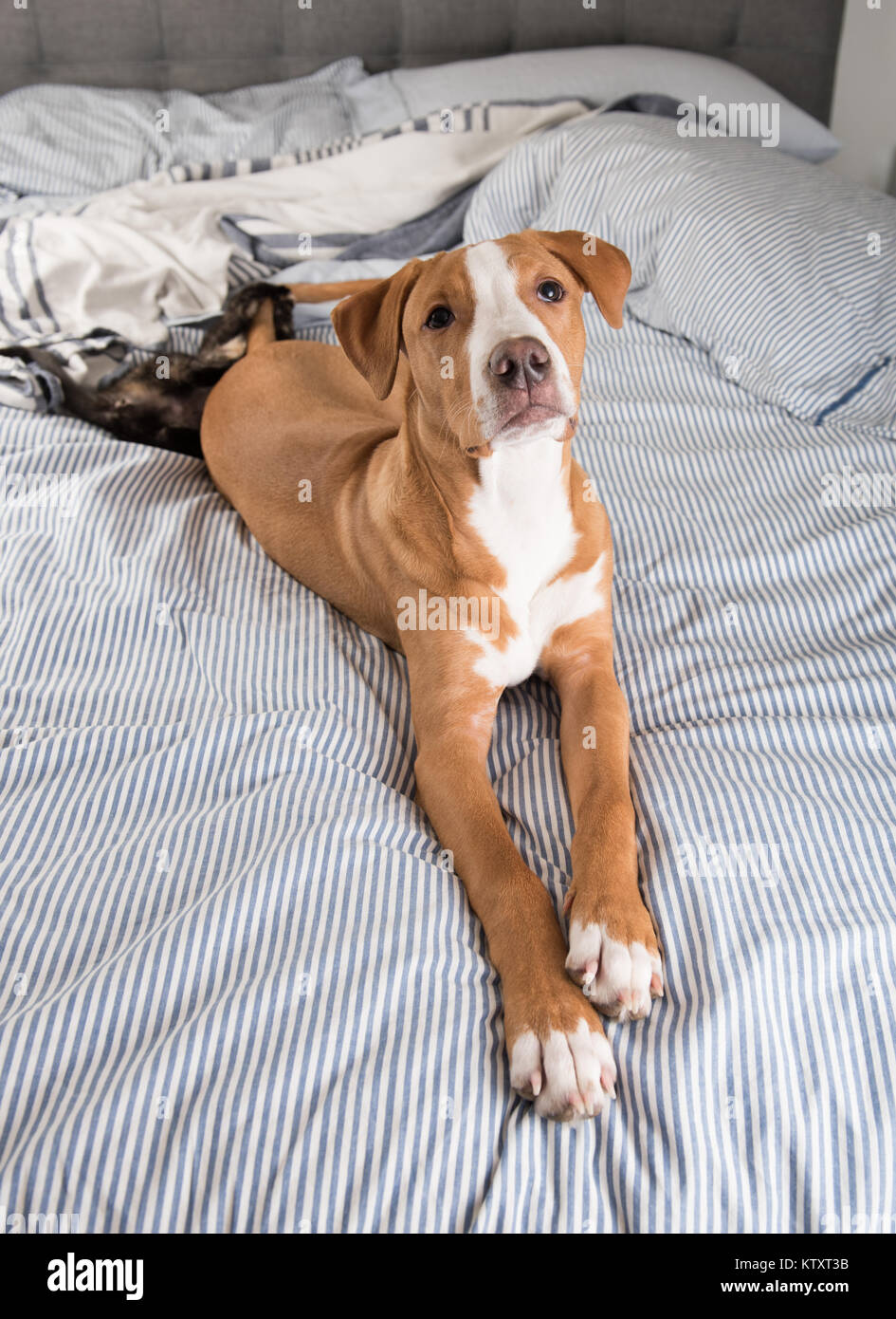 Young Fawn Colored Dog Falling Asleep on Striped Bed Stock Photo Alamy