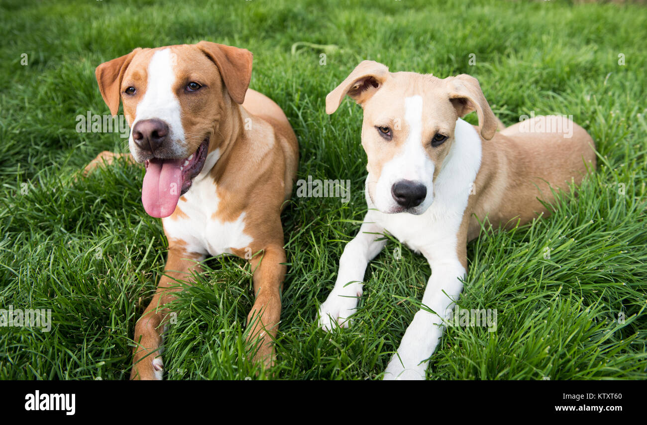 Two Young Mixed Breed Dogs Relaxing on Green Grass in Backyard Stock