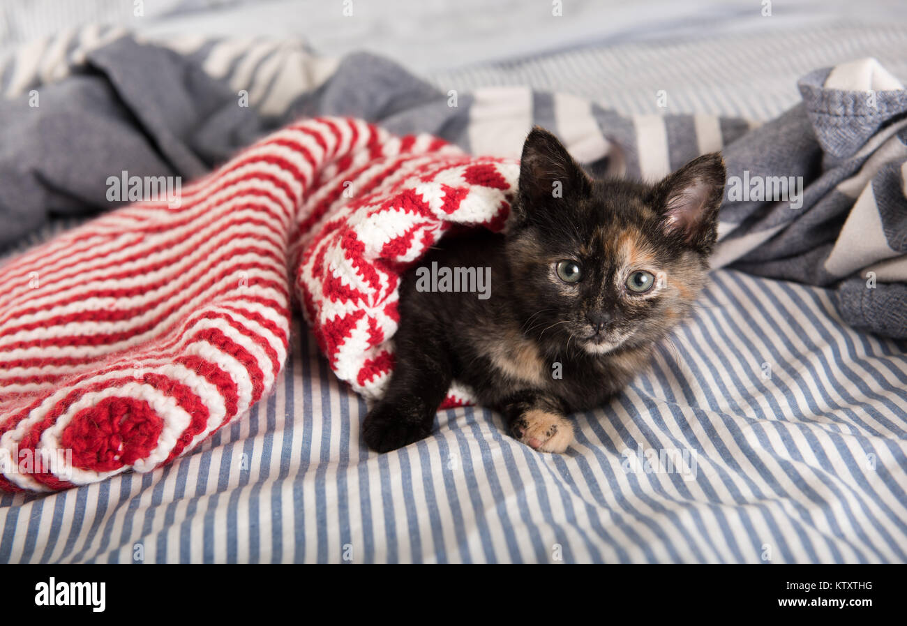 Tiny Adorable Tortoise Shell Kitten Hiding in Red and White Striped Christmas Stocking Stock Photo