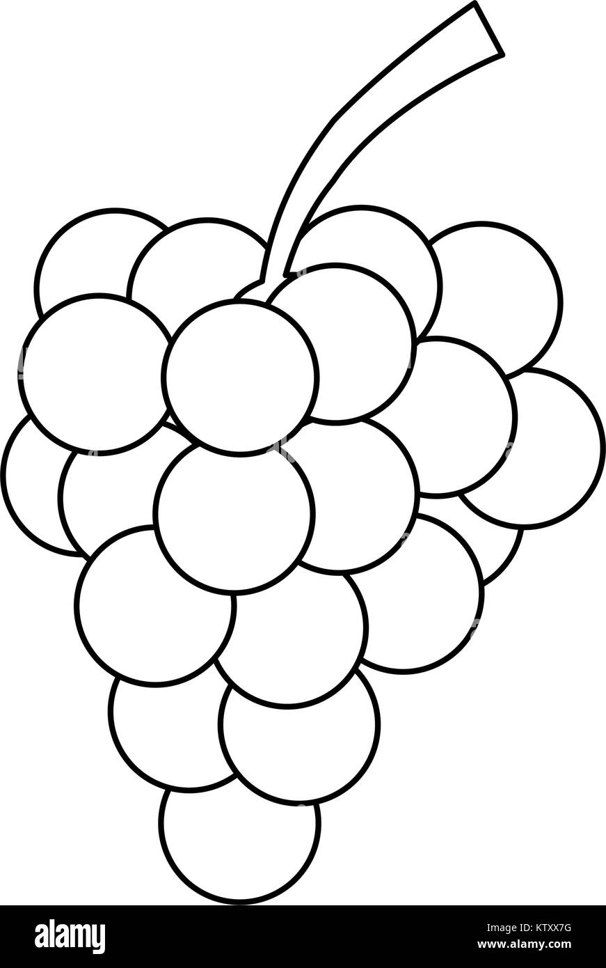 Grapes fruit isolated Stock Vector Image & Art Alamy