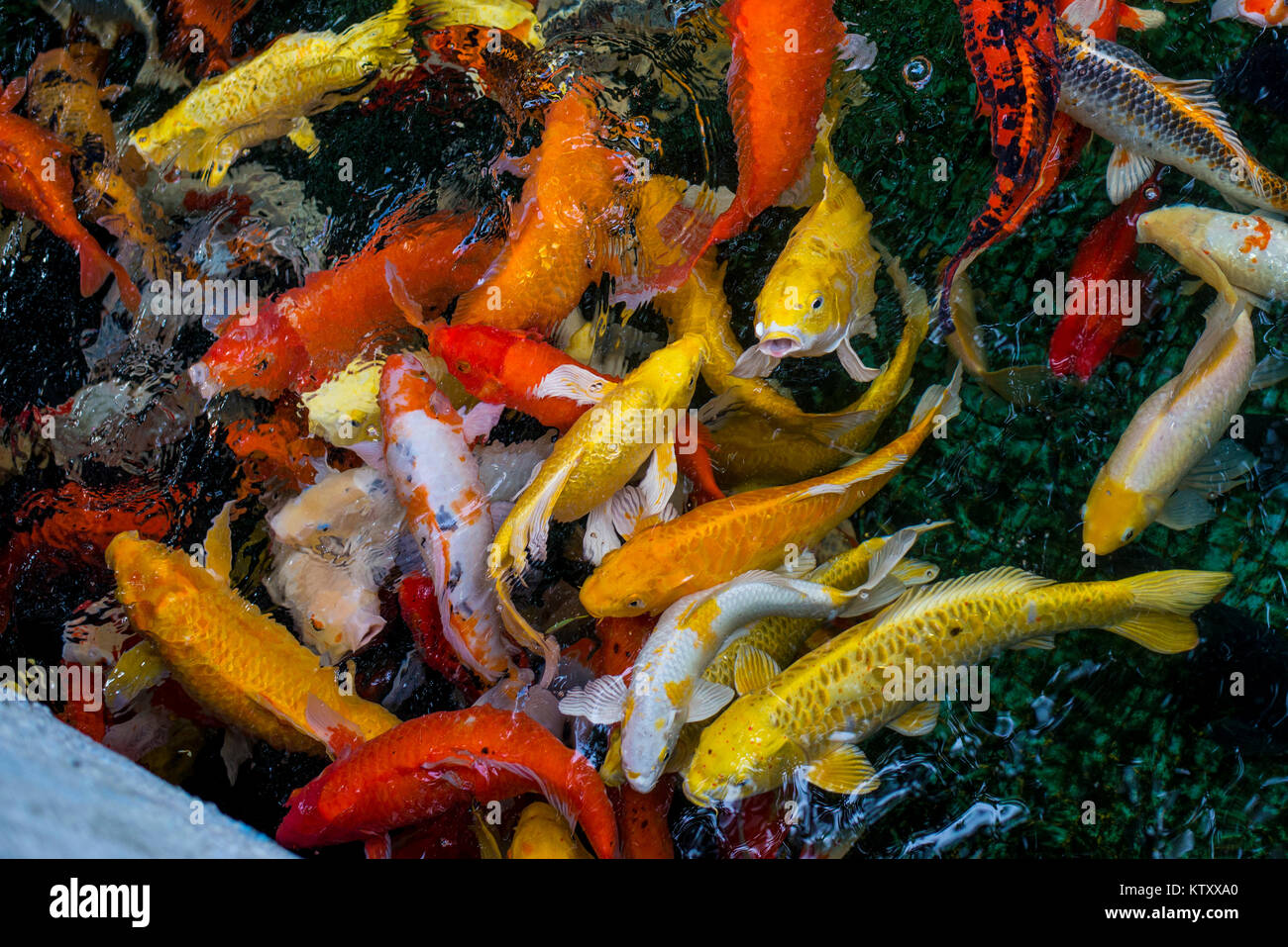 Colorful exotic fishes in an aquarium Stock Photo