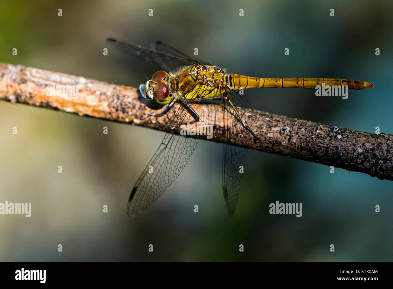 Dragonfly on the branch in a wild Stock Photo - Alamy
