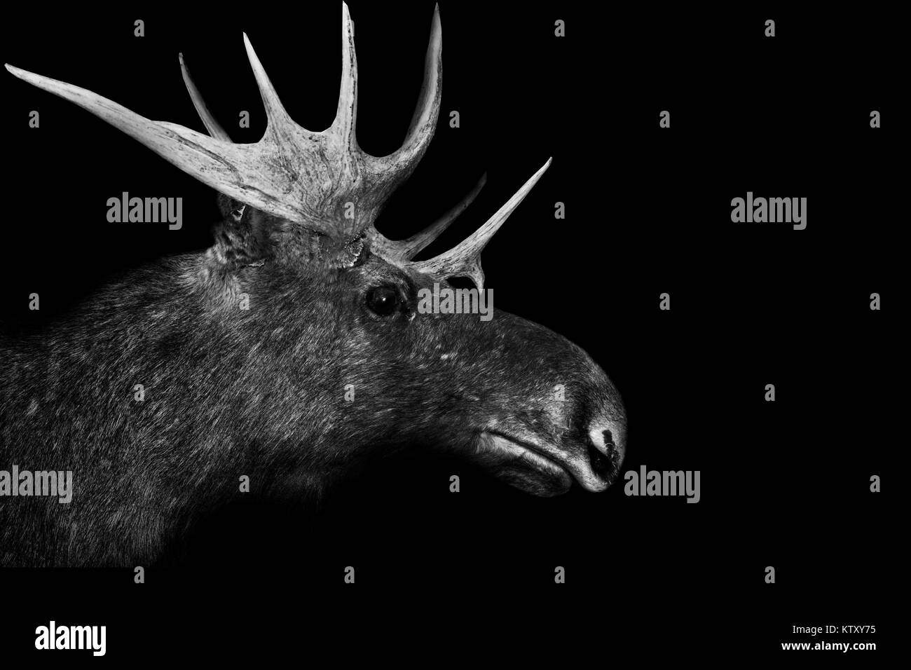 Moose Animal Nature wildlife black white Stock Photo