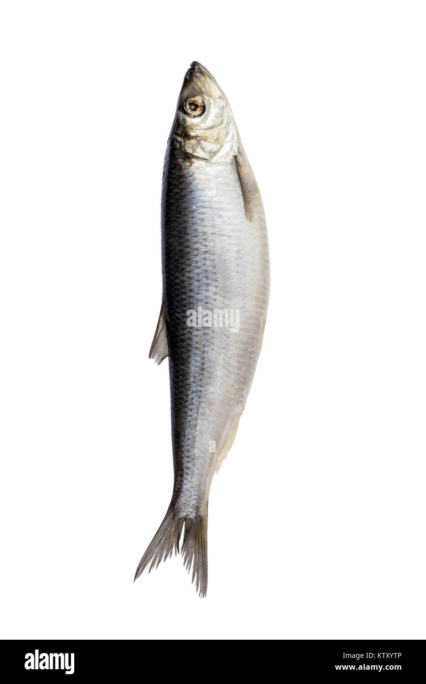 Herring fish isolated on white background. Fresh Herring fish Stock