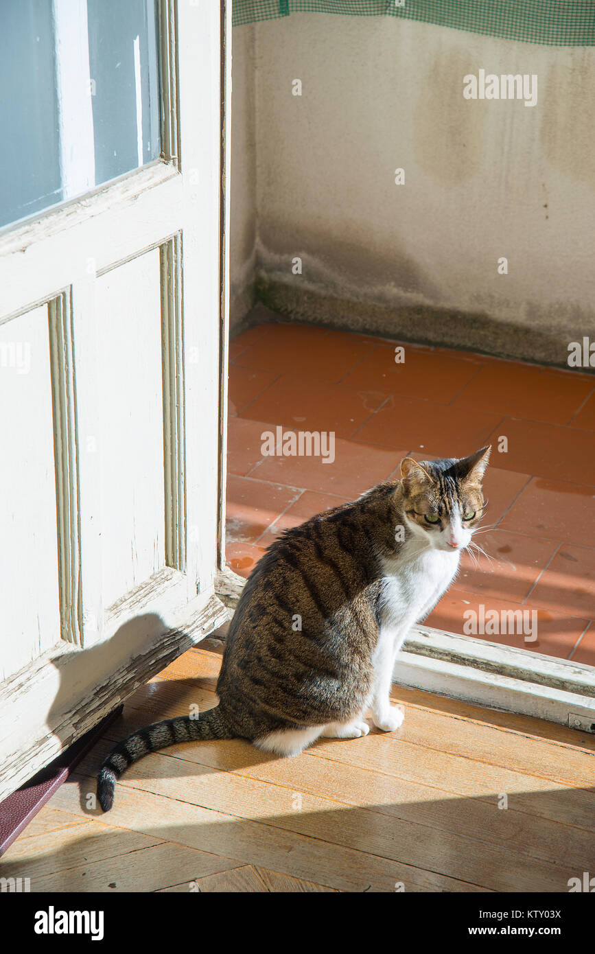 Tabby and white cat sitting by the door, sunbathing. Stock Photo
