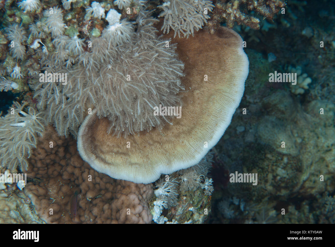 Mushroom Coral, Podobacia crustacea, Fungidae, Sharm El-Sheik, Egypt, Red Sea Stock Photo