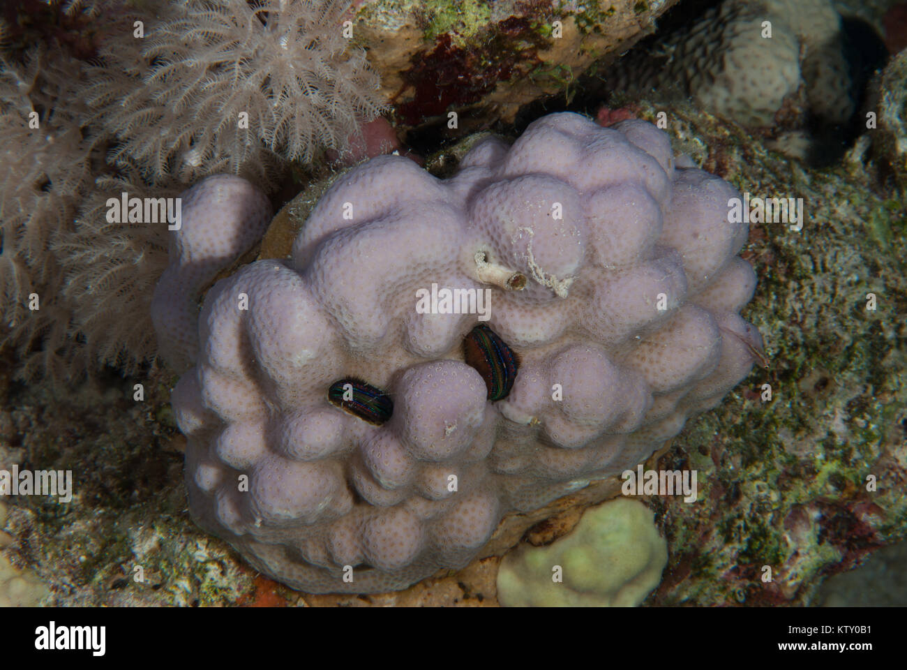 Boulder Coral, Porites sp., Poritidae, Sharm el Sheikh, Red Sea, Egypt Stock Photo