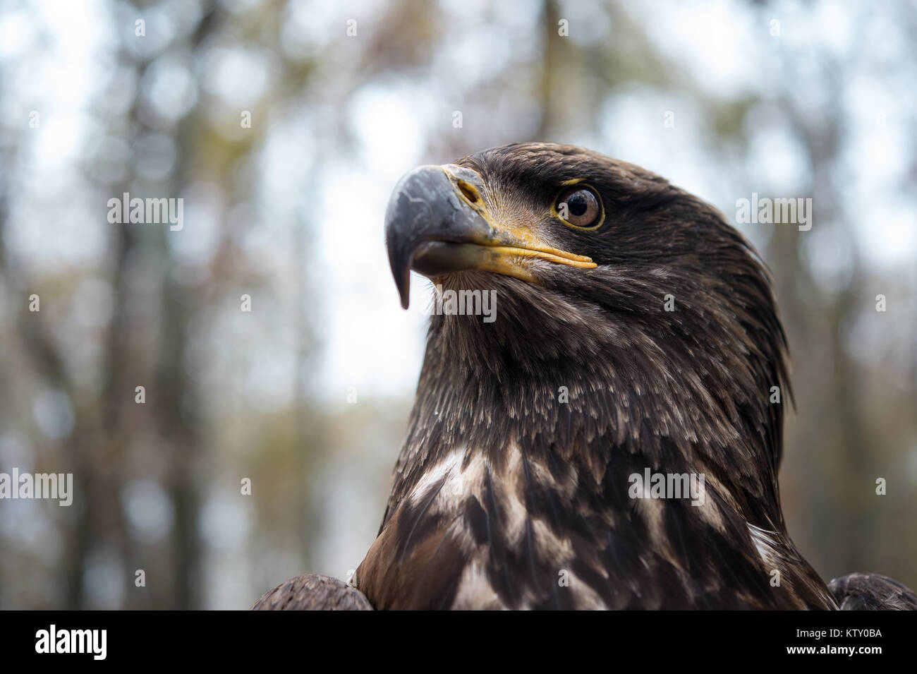 Young Bald Eagle, Haliaeetus leucocephalus, Accipitridae Stock Photo