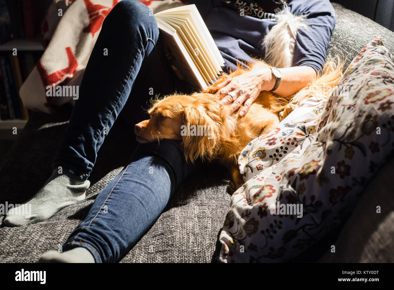 Reading red-haired woman and spaniel mixed breed dog lie comfortably on sofa in front of bookcase in the living room in the light of a lamp Stock Photo