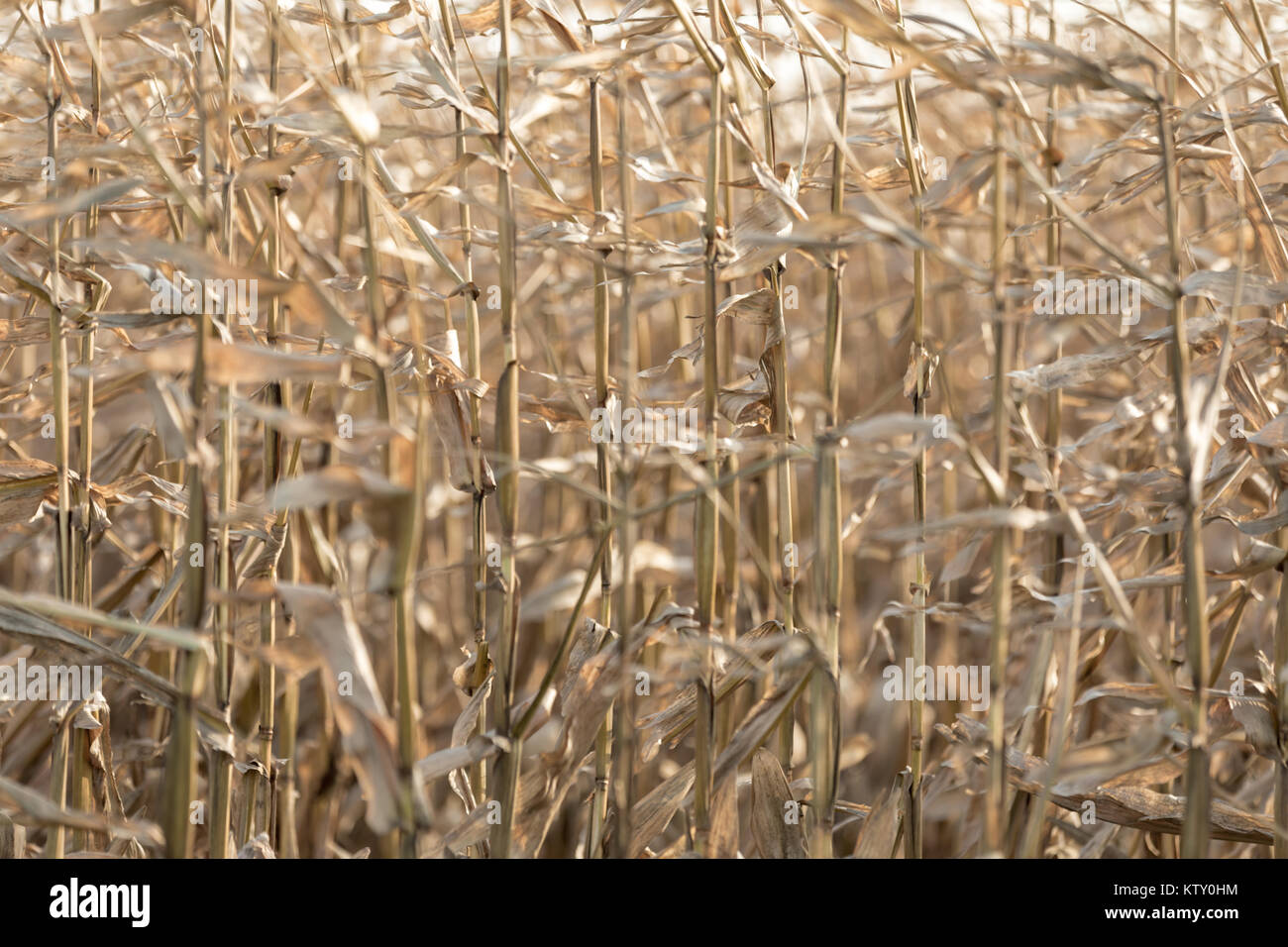 detail of corn stalks in late fall, east hampton, ny Stock Photo