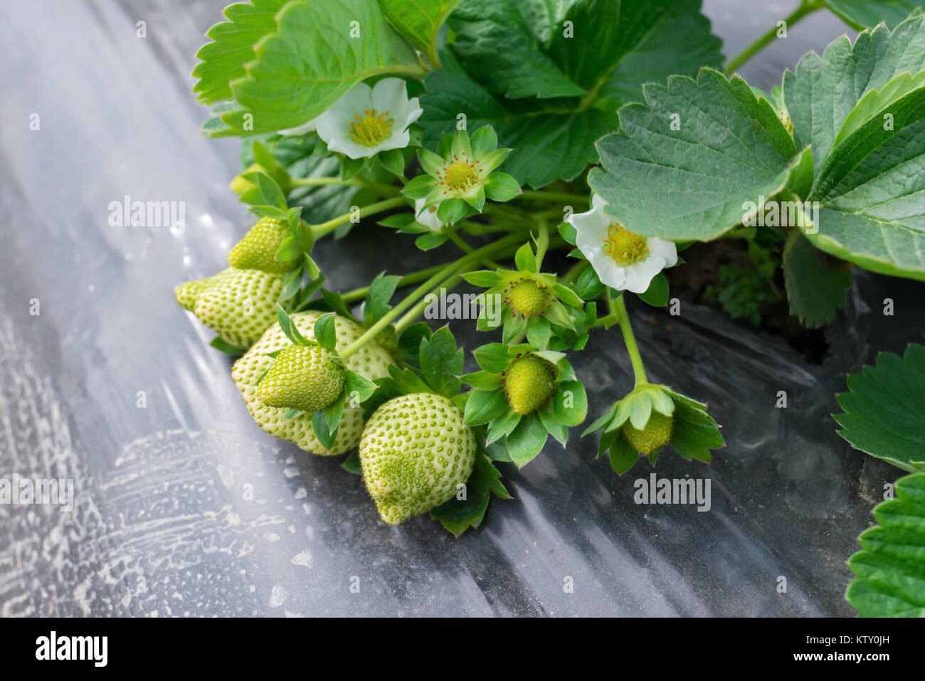fresh green strawberries in field Stock Photo - Alamy