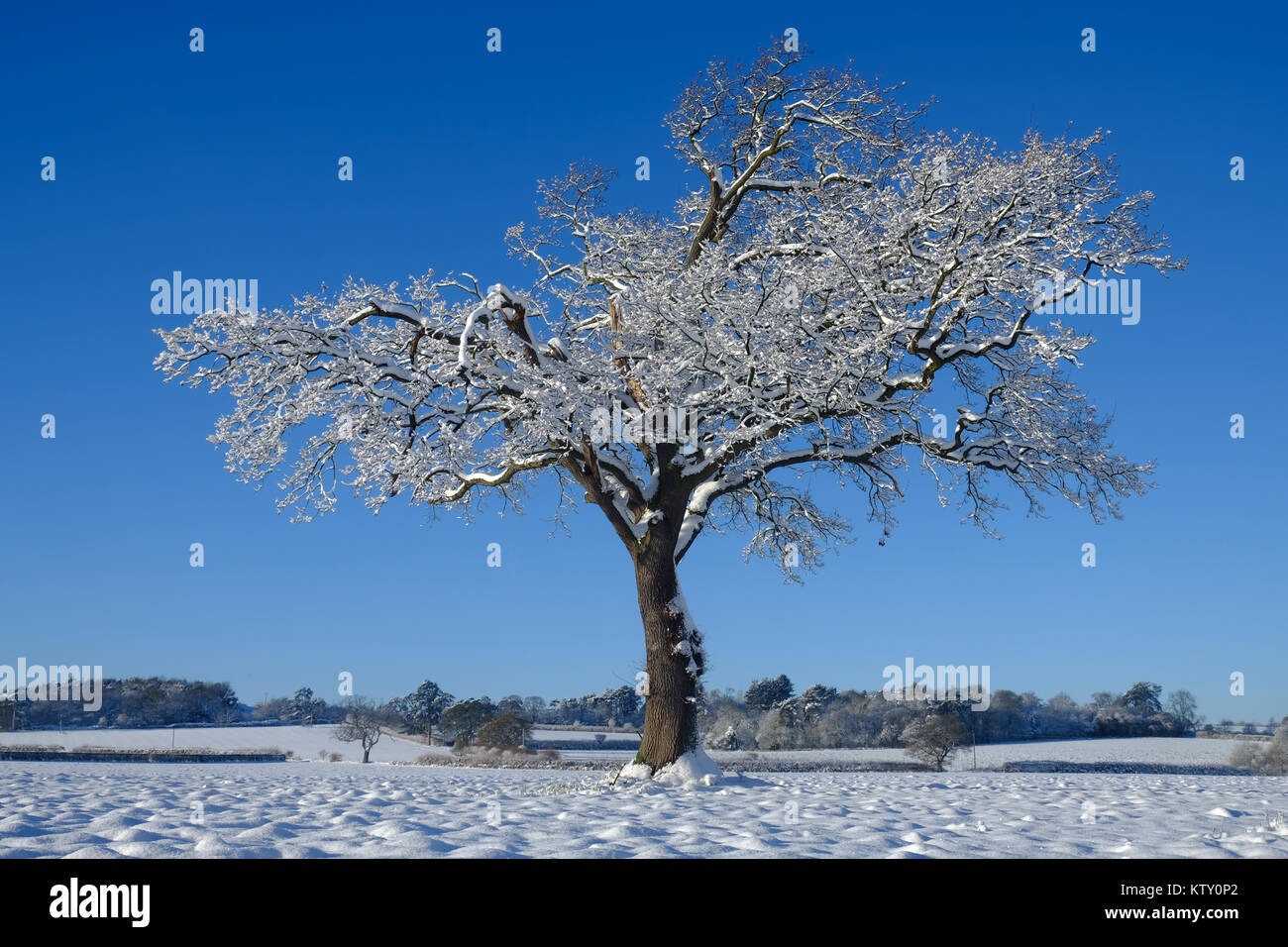 winter tree in snow Stock Photo