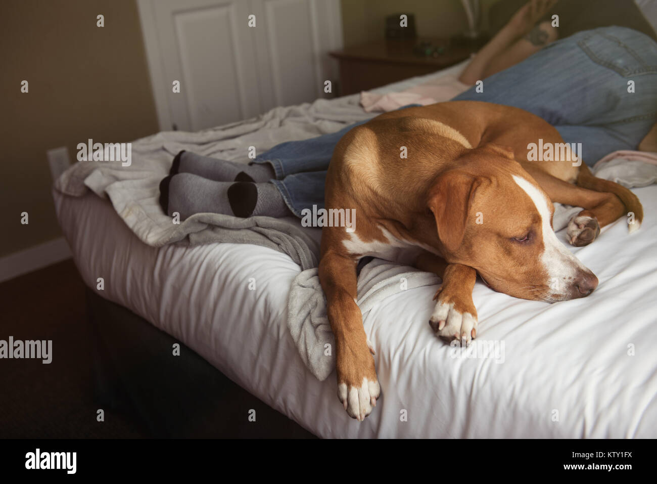 Young Tan Colored Dog Sleeping on Bed at Dog Friendly Hotel Stock Photo