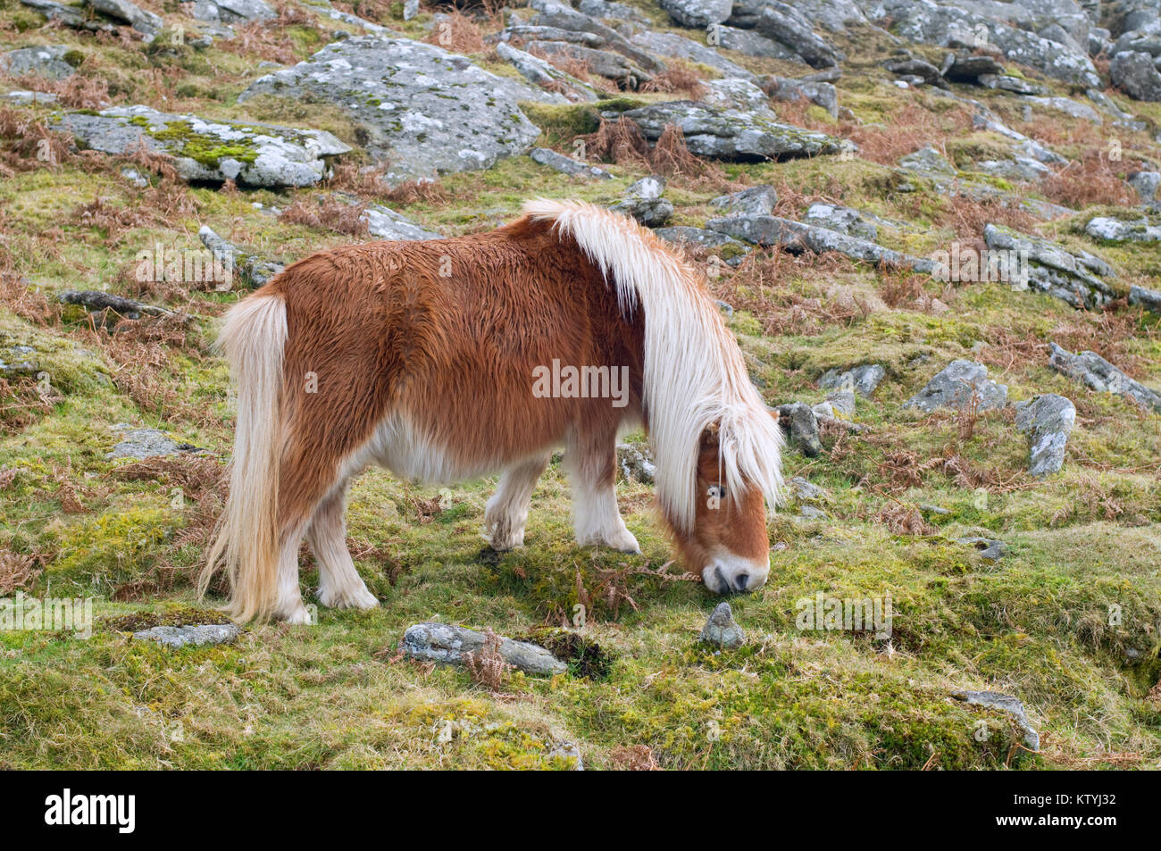 Dartmoor Ponies on Black Tor Dartmoor Stock Photo Alamy