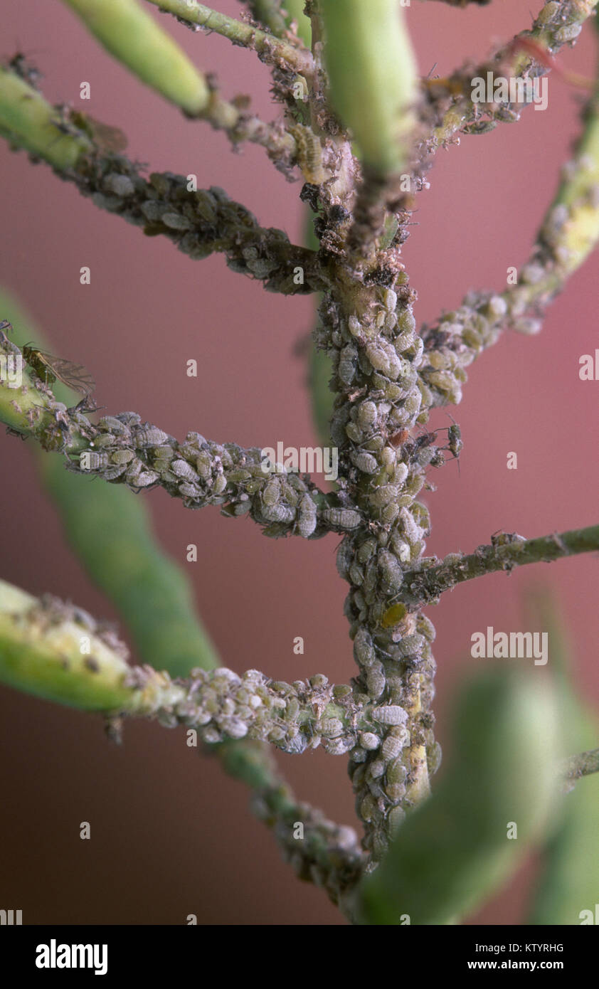 Cabbage aphids on canola plant Stock Photo