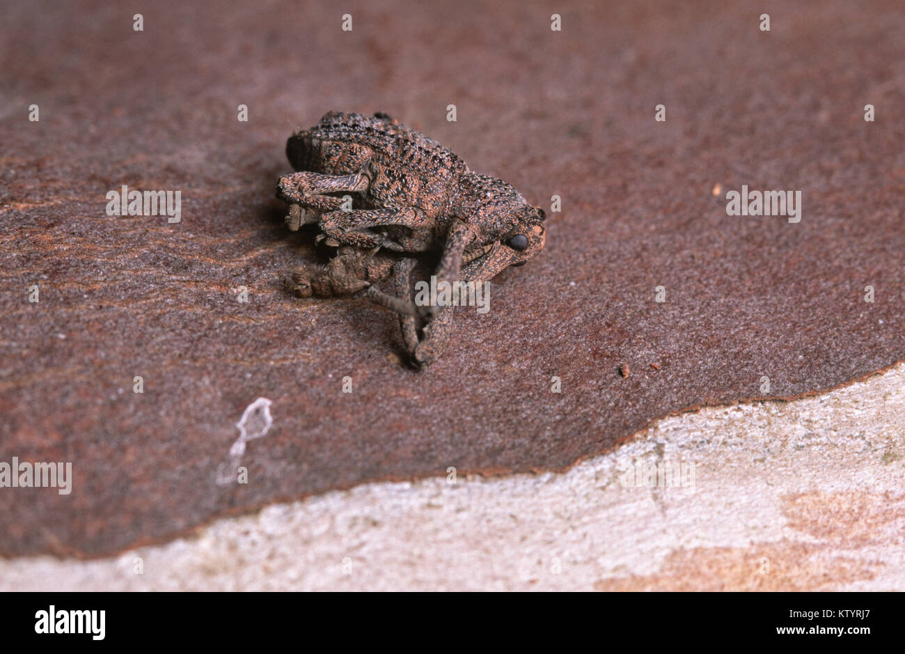 Weevil playing dead Stock Photo