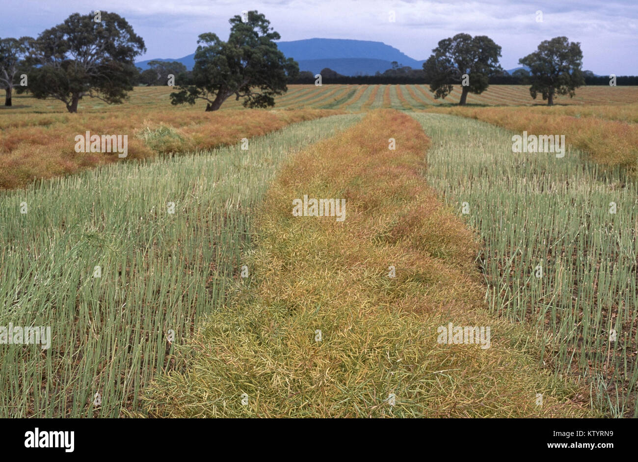 Windrowed canola (oilseed) crop Stock Photo