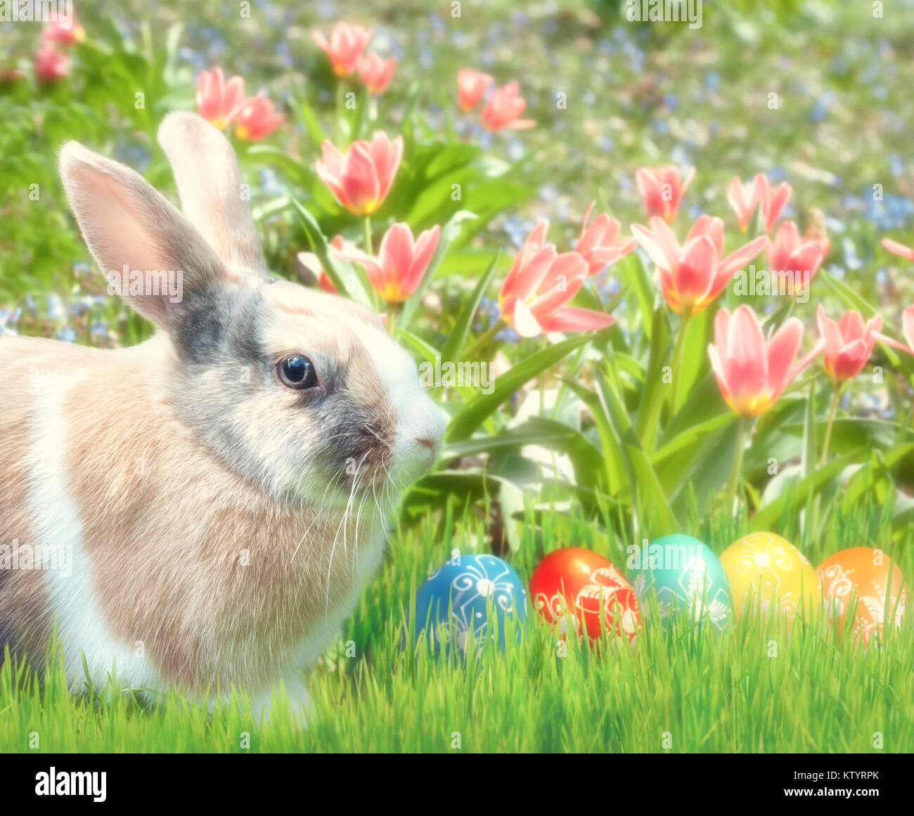 Cute bunny sitting in the grass with Easter Eggs and red tulips behind ...
